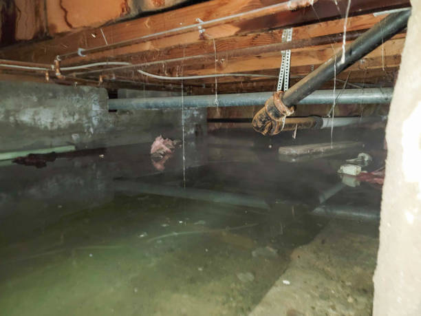 Best Flood restoration services  in Port St Lucie, FL