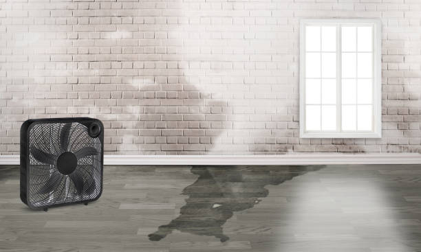 Best Professional water damage repair  in Port St Lucie, FL